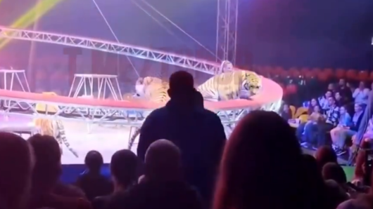 Incident u cirkusu u Rostovu na Donu