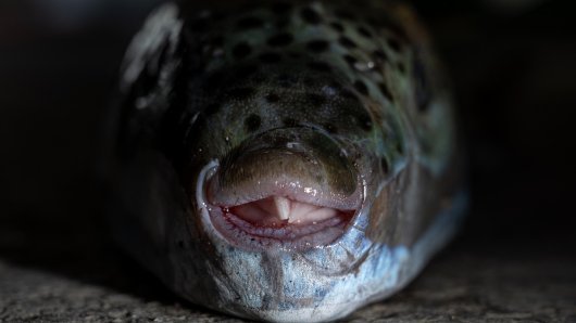 Srebrnopruga napuhača