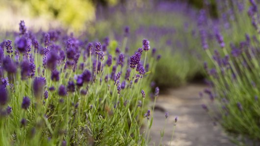 Lavanda