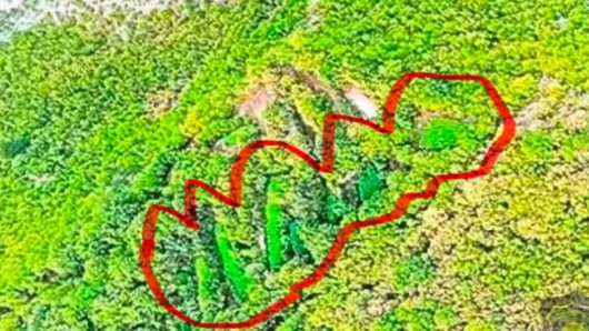 Plantaža kanabisa u Hercegovini