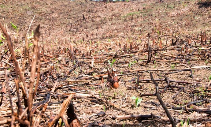 Uz trenutnu brzinu krčenja šuma, rasta stanovništva i potrošnje resursa, kolaps je neminovan