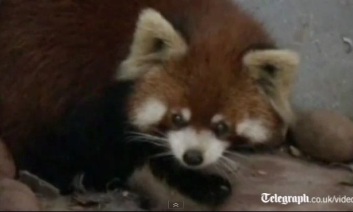 crveni panda