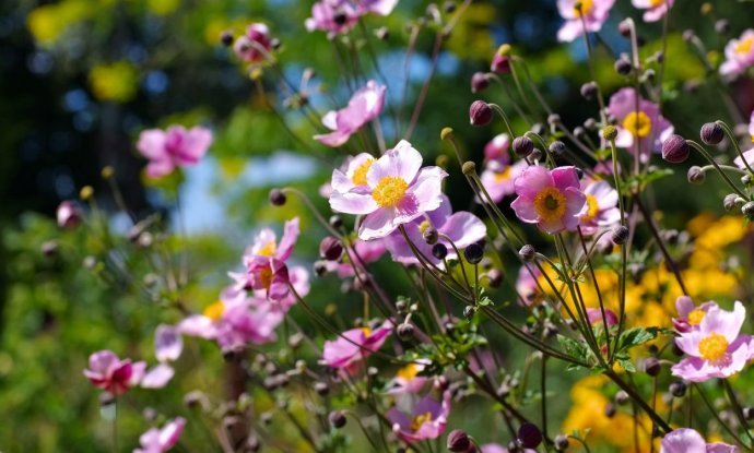 Japanske anemone