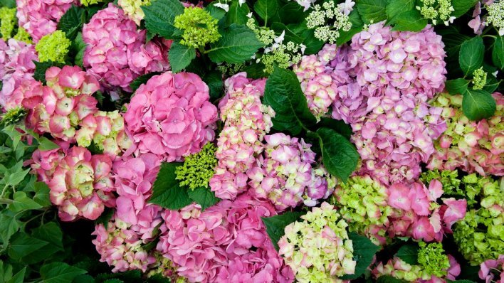 Bajkovite hortenzije: Izbjegnite najčešće pogreške i uživajte u raskošnom cvatu