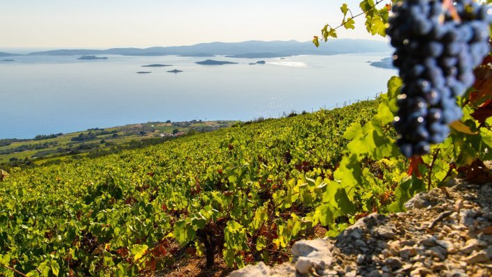Laskava američka preporuka za sedam hrvatskih vina