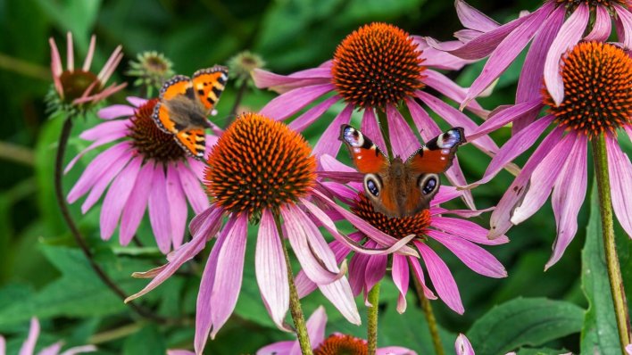 STOLJEĆIMA SE KORISTI