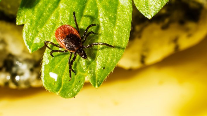 U Europi se pojavio rijetki virus, muškarac umro nakon uboda krpelja, više osoba u karanteni