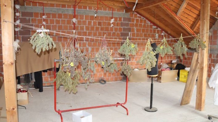 U Gornjem Desincu zaplijenjen laboratorij za uzgoj, marihuana, gljive i kaktusi