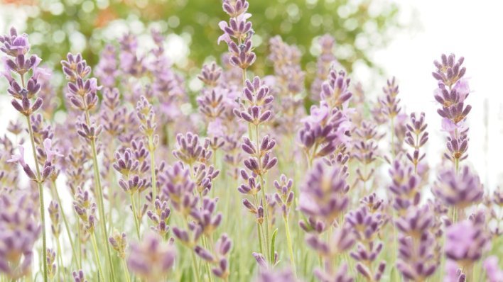 Nemojte zakasniti: Ovo je sada nužno napraviti da bi lavanda nastavila bujno cvati