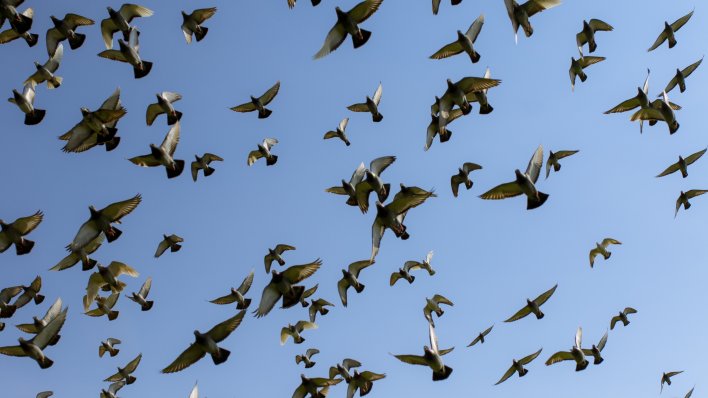 STRUČNJACI ZAPANJENI