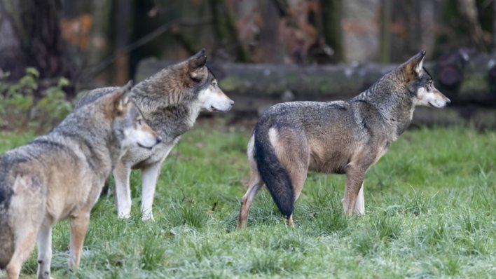 Populacija ugroženih vukova raste, vlasti su morali usmrtiti dio čopora: 'Možda ovo nije stanište za njih'