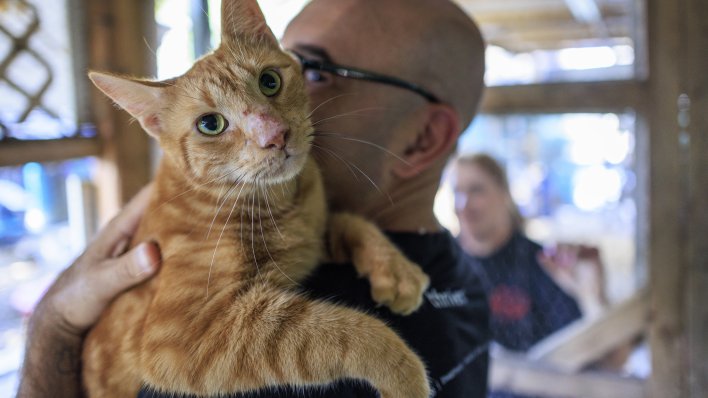 Nova studija ruši staru teoriju: Domaće mačke u Europu stigle tek u doba Rimskog Carstva