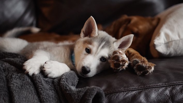 Znanstvenici izračunali ugljični otisak hrane za pse
