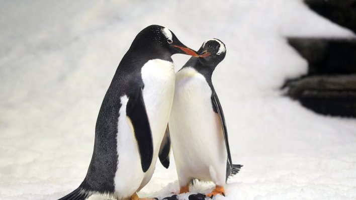 Znanstvenici zabrinuti: Ono što se događa pingvinima nikada prije nije zabilježeno kod kralježnjaka