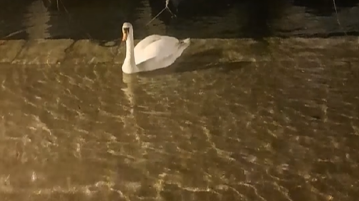 Jako jugo poplavilo i Šibenik: Širi se snimka labuda koji pliva na cesti