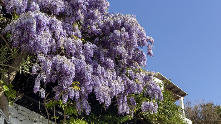Vrijeme istječe: do kraja veljače morate orezati ove tri biljke u vrtu