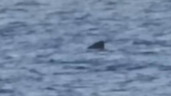 Kod Cresa snimljena druga najveća vrsta morskog psa