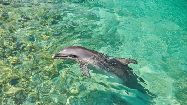 Kemikalije iz televizora i laptopa pronađene u mozgovima dupina i pliskavica