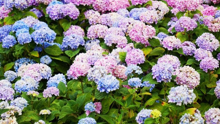 Ako imate hortenzije, ovo napravite početkom travnja za bujan ljetni cvat