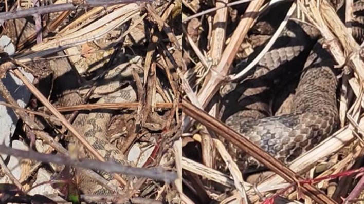 Nevjerojatna scena u Gorskom kotaru: Otac i sin naišli na više poskoka, njihova reakcija iznenadila mnoge