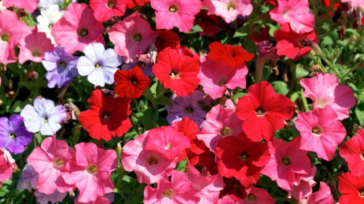 Želite vrt koji izgleda raskošno iz godine u godinu? Upravo sada ne smijete pogriješiti