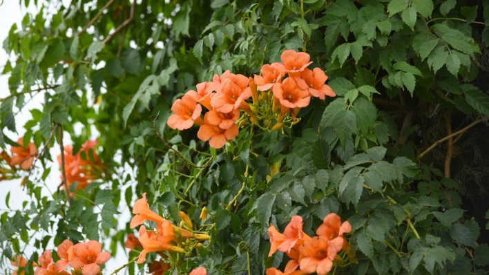 Ova prekrasna biljka zadivljuje svojim cvjetovima, ali ima i jednu opasnu stranu