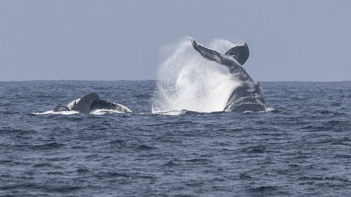 Najstarija snimka kitova pjeva otkriva kako je ocean nekad zvučao