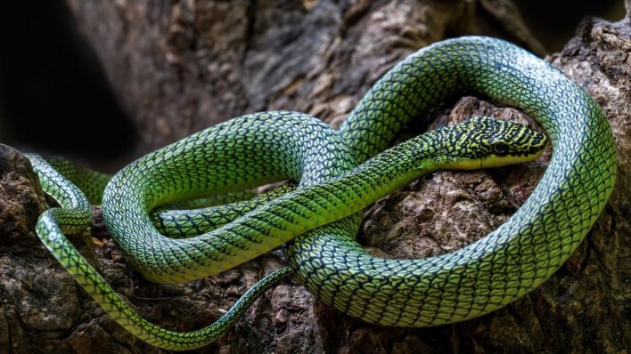 U Kambodži pronađena riznica neotkrivenih vrsta, uključujući prekrasnu tirkiznu otrovnicu
