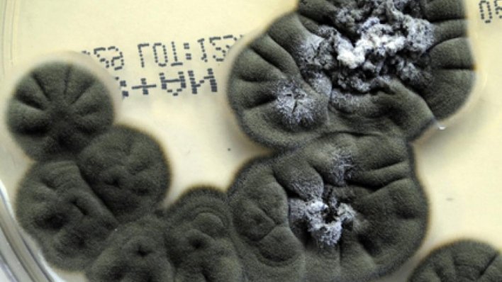 Znanstvenici istražuju crne gljive iz Černobila koje bujaju u uvjetima ekstremne radijacije