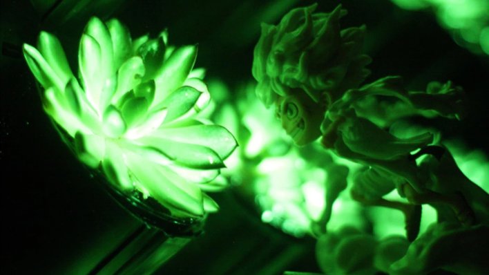 Znanstvenici predstavili genetski modificirane biljke koje svijetle u mraku