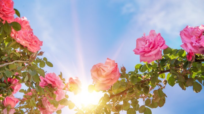 Početak travnja ključan je za ruže: Ovo napravite želite li bujan ljetni cvat