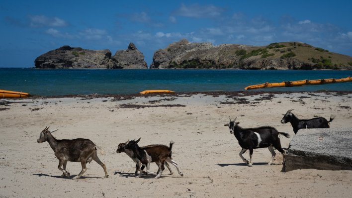 Šokirale znanstvenike: Ove 'magične' koze već 200 godina preživljavaju bez kapi vode