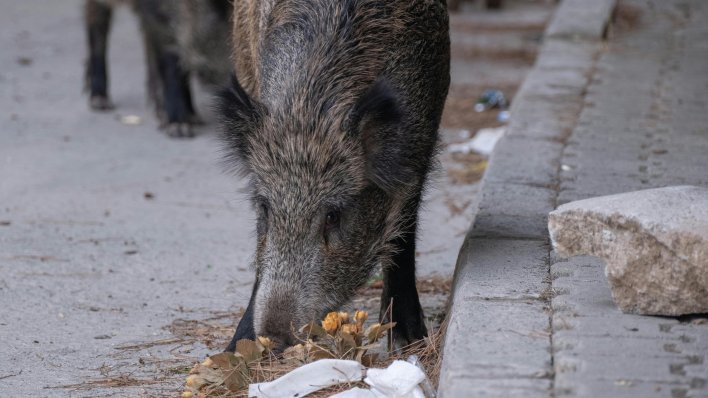 Divlje životinje sve se više privikavaju na gradove. Evo zašto je to problematično