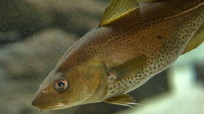 Šokantno otkriće: Kokain u vodi mijenja ponašanje divljih lososa