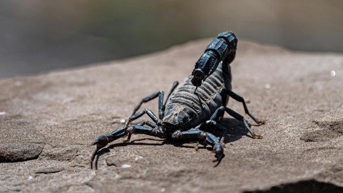 Zvuči nevjerojatno, ali istinito: škorpioni su doslovno metalni
