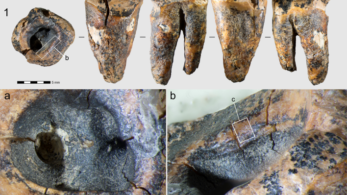 Znanstvenici imaju dokaze: Neandertalci su prije 59 tisuća godina imali - zubare