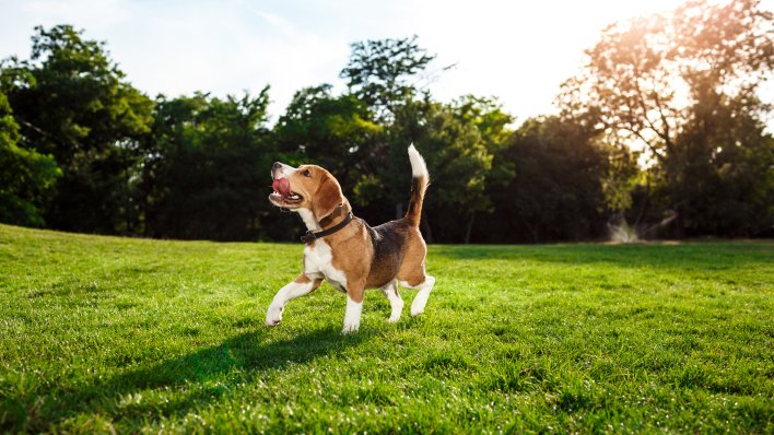 Veterinarska udruga o 'savjetima' s TikToka: 'Ne, ne smijete psima davati ibuprofen'