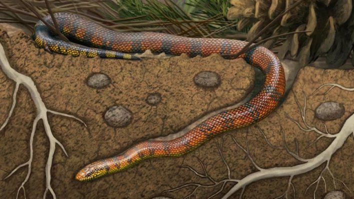 Fosil zmije iz doba dinosaura otkrio veliku tajnu njihove evolucije