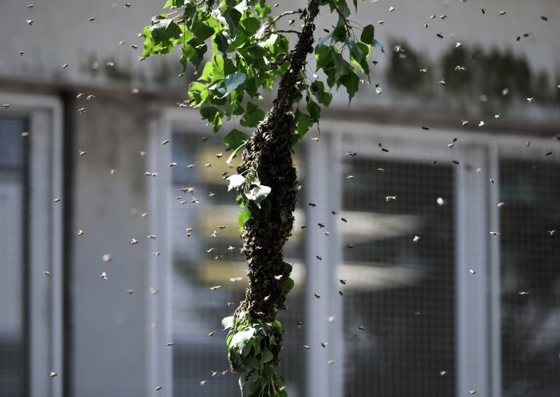 [FOTO] Učenike u Zagrebu dočekao nesvakidašnji prizor; u školi im se stvorio roj pčela!