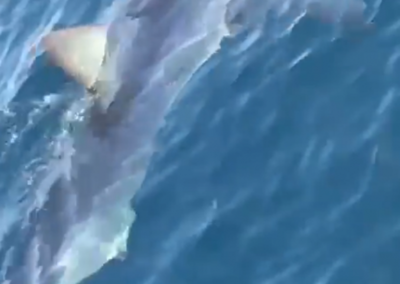 [VIDEO] Kod Makarske, nedaleko od obale, snimljen morski pas