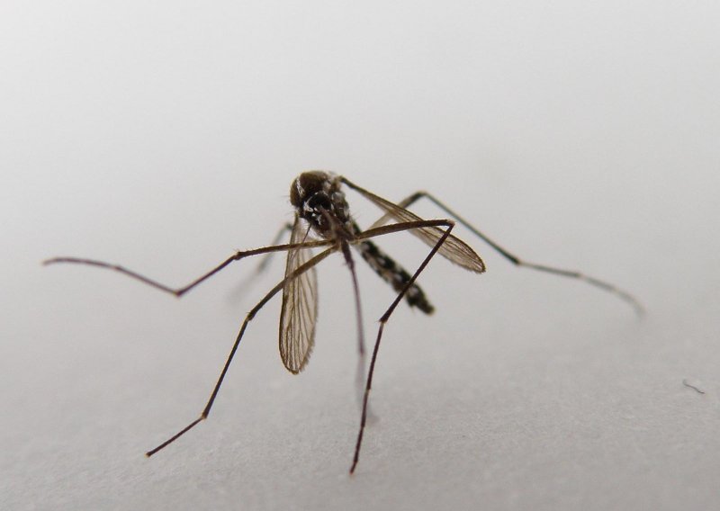 Počinje tretiranje komaraca zrakoplovima u Osječko-baranjskoj županiji