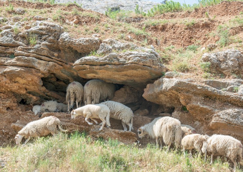 Pasja vrućina? Ne, ovčja. Pogledajte kako se ove životinje štite od toplinskog vala