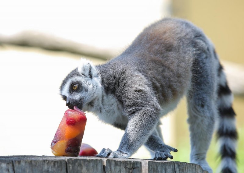 Pogledajte prekrasne životinje zagrebačkog ZOO-a kako se hlade i slade