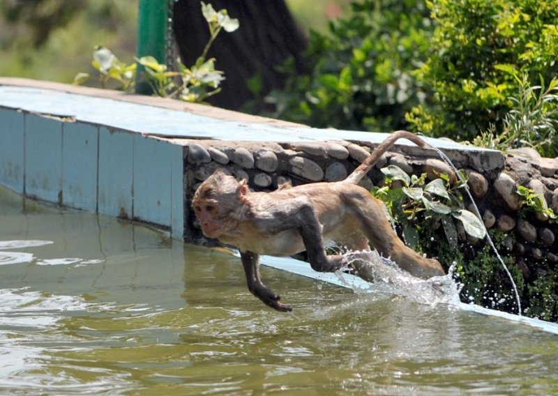 Čak se i majmuni ovih dana rashlađuju u bazenu
