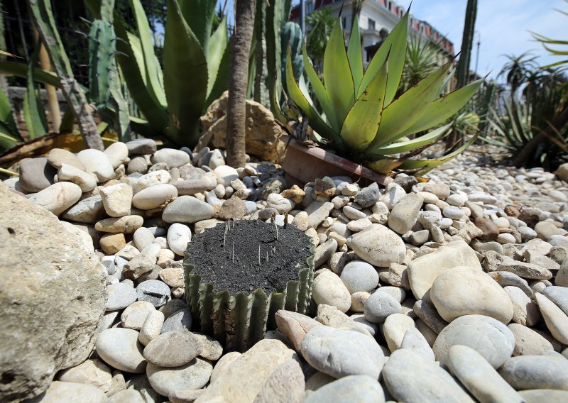 Sprite Hrvatska u akciji: Pozivaju lopova koji je u Botaničkom vrtu ukrao kaktus da ga vrati, zauzvrat će dobiti...