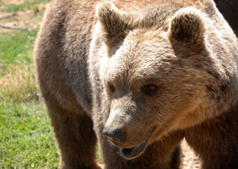 Zašto je za hrvatske medvjede bolje da je lov dozvoljen?