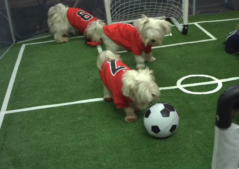 Kome treba nogometno prvenstvo kad imamo pseće utakmice?