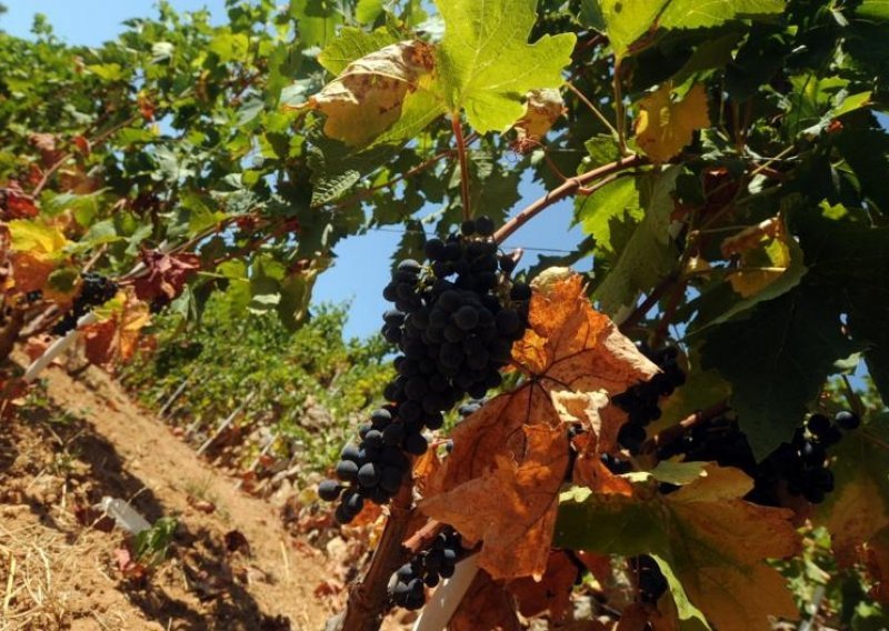 Prodaje se 'najveći vinograd na Mediteranu'