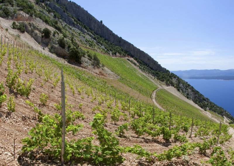 Posjetili smo ekstremni vinograd: Grožđe se bere na litici iznad ponora, a gajbe vežu za radnike da se ne sunovrate