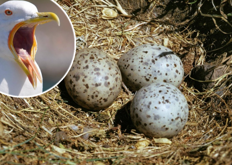 Čudo prirode: Sredozemni galebovi komuniciraju između sebe vibrirajući u jajima prije nego što se izlegu